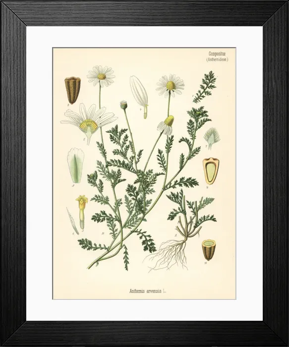 Framed Print : Corn chamomile or mayweed, Anthemis arvensis Framed Print : Corn chamomile or mayweed, Anthemis arvensis
