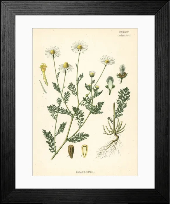 Framed Print : Stinking chamomile, Anthemis cotula Framed Print : Stinking chamomile, Anthemis cotula