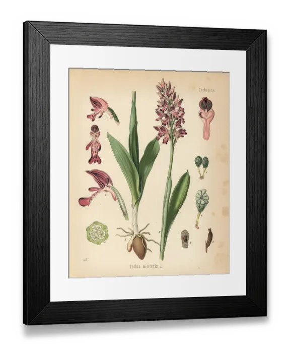 Framed Print : Military orchid, Orchis militaris Framed Print : Military orchid, Orchis militaris