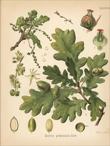 English oak or pedunculate oak, Quercus robur