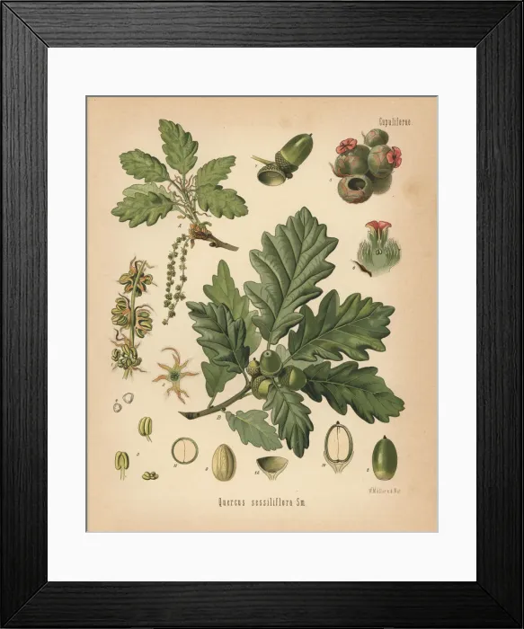 Framed Print : Sessile oak, Quercus petraea Framed Print : Sessile oak, Quercus petraea
