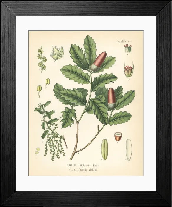 Framed Print : Aleppo oak, Quercus infectoria Framed Print : Aleppo oak, Quercus infectoria