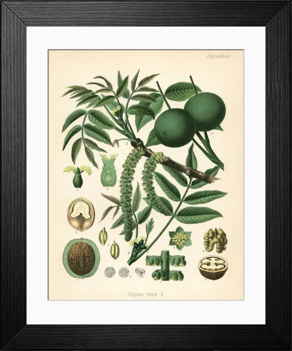 Framed Print : Walnut, Juglans regia Framed Print : Walnut, Juglans regia