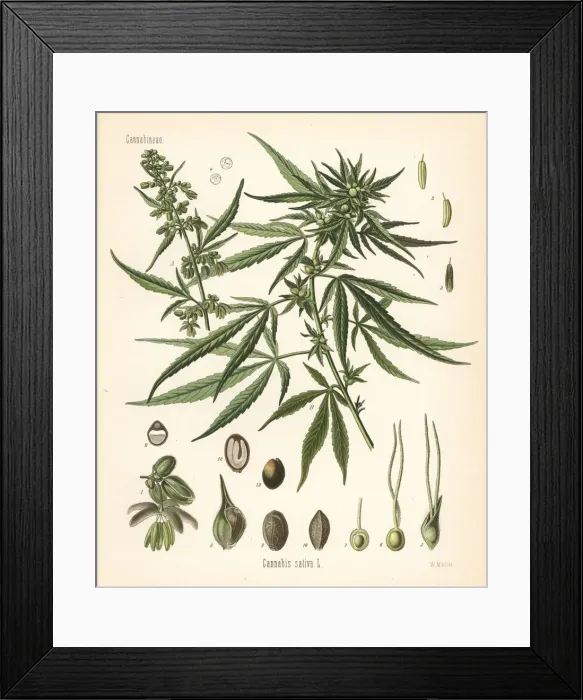 Framed Print : Cannabis, Cannabis sativa Framed Print : Cannabis, Cannabis sativa