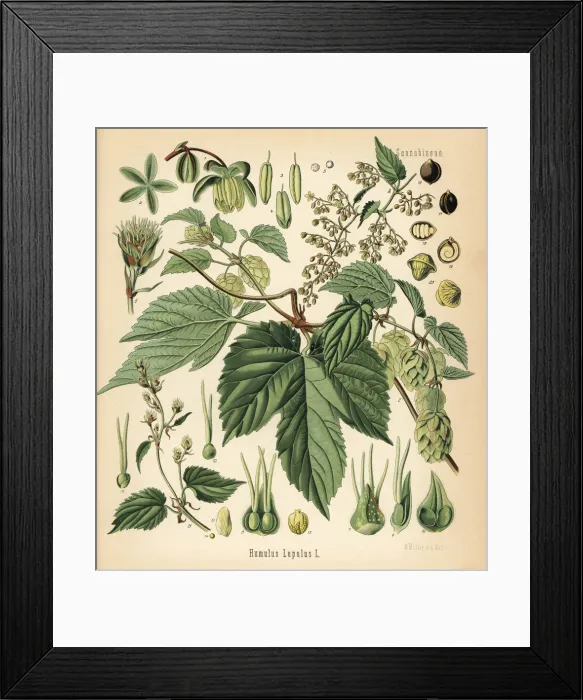 Framed Print : Hops, Humulus lupulus Framed Print : Hops, Humulus lupulus