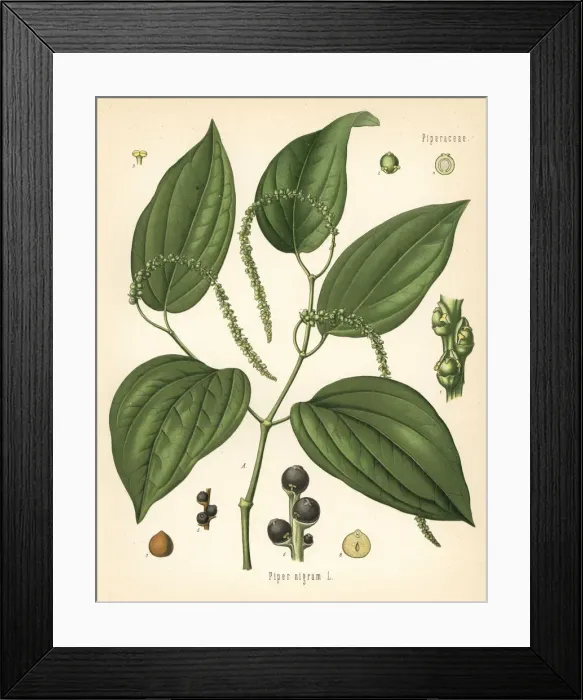 Framed Print : Black pepper, Piper nigrum Framed Print : Black pepper, Piper nigrum