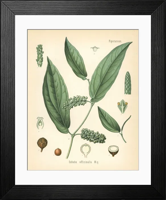 Framed Print : Cubeb or Java pepper, Piper cubeba Framed Print : Cubeb or Java pepper, Piper cubeba