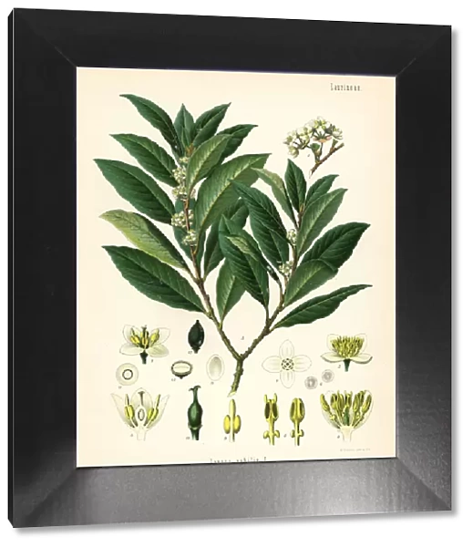 Bay laurel or sweet bay tree, Laurus nobilis