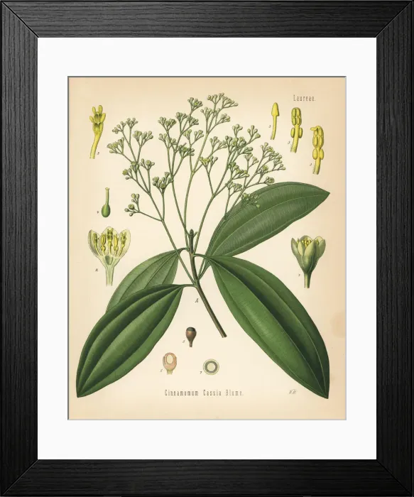 Framed Print : Chinese cinnamon, Cinnamomom cassia Framed Print : Chinese cinnamon, Cinnamomom cassia