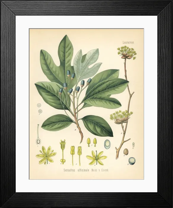Framed Print : White sassafras, Sassafras albidum Framed Print : White sassafras, Sassafras albidum