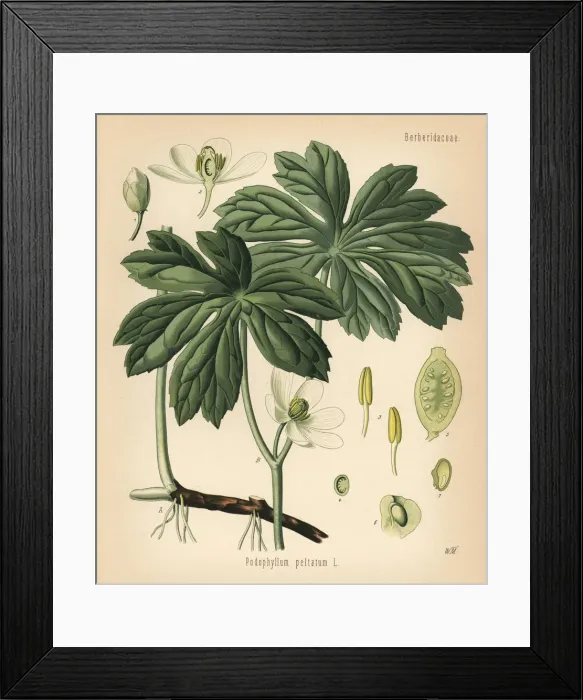 Framed Print : Mayapple or American mandrake, Podophyllum peltatum Framed Print : Mayapple or American mandrake, Podophyllum peltatum