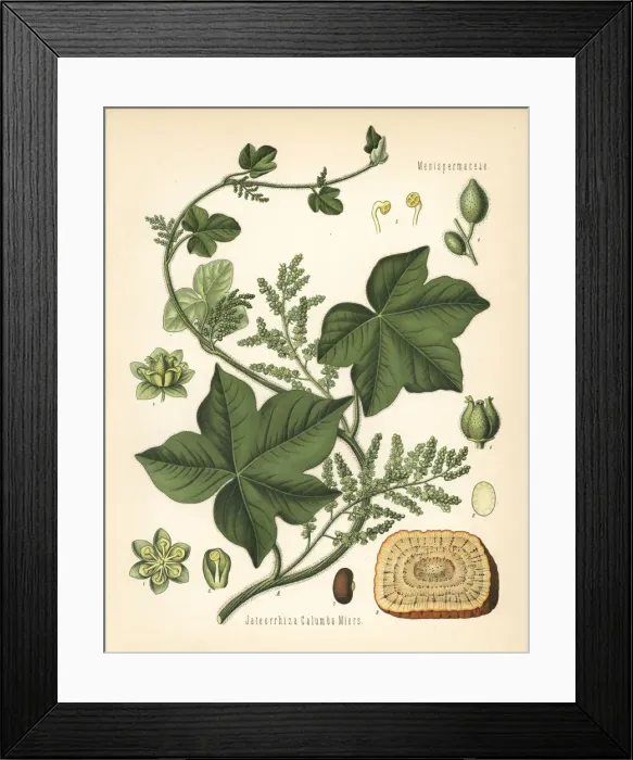 Framed Print : Calumba, Jateorhiza palmata Framed Print : Calumba, Jateorhiza palmata