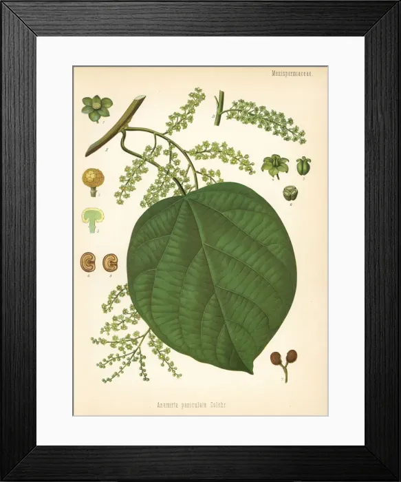 Framed Print : Indian berry tree, Anamirta cocculus Framed Print : Indian berry tree, Anamirta cocculus