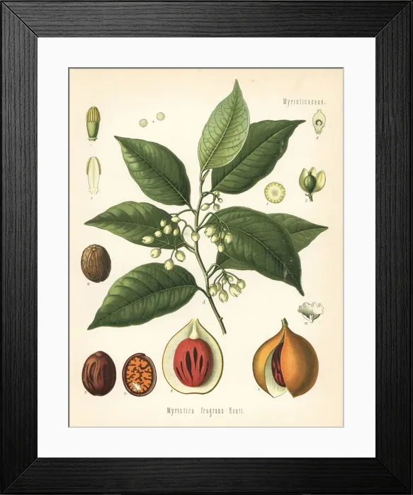 Framed Print : Nutmeg and mace tree, Myristica fragrans Framed Print : Nutmeg and mace tree, Myristica fragrans