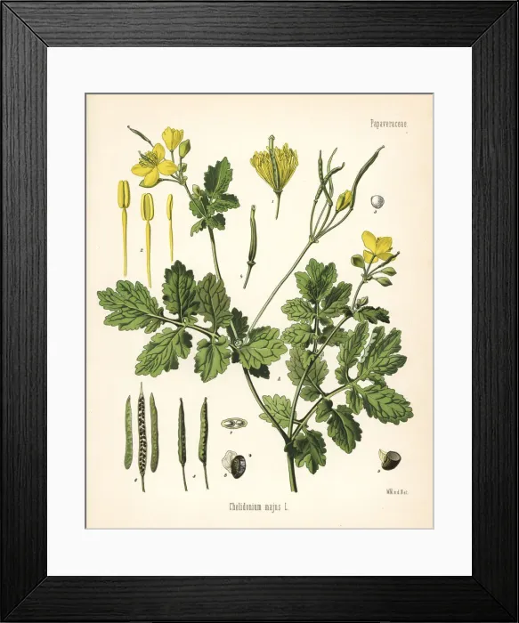 Framed Print : Greater celandine or tetterwort, Chelidonium majus Framed Print : Greater celandine or tetterwort, Chelidonium majus