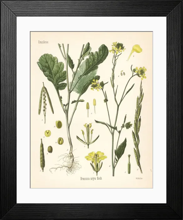 Framed Print : Black mustard, Brassica nigra Framed Print : Black mustard, Brassica nigra