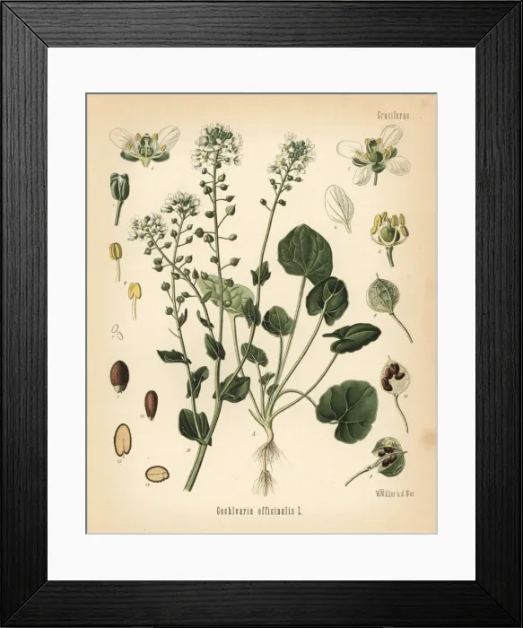 Framed Print : Common scurvygrass, Cochlearia officinalis Framed Print : Common scurvygrass, Cochlearia officinalis