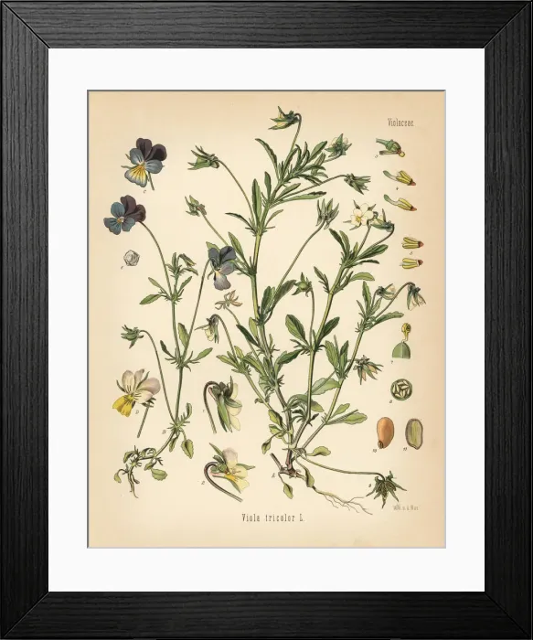Framed Print : Heartsease or wild pansy, Viola tricolor Framed Print : Heartsease or wild pansy, Viola tricolor