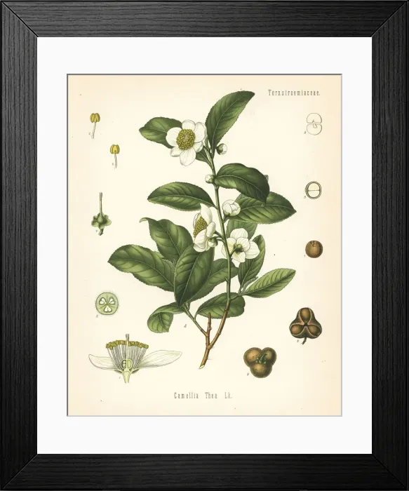 Framed Print : Tea plant, Camellia sinensis Framed Print : Tea plant, Camellia sinensis