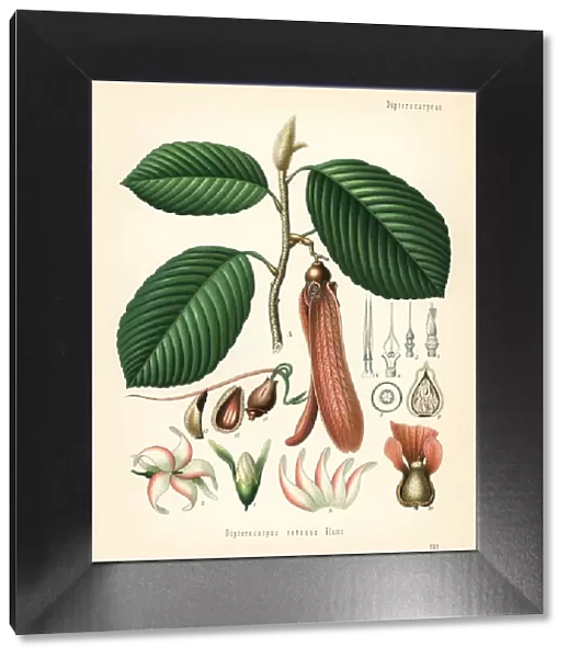 Dipterocarpus retusus. Vulnerable