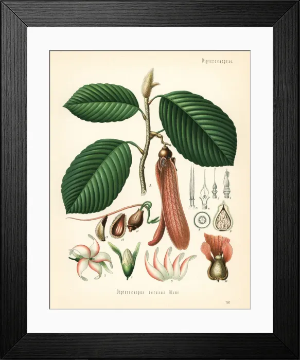 Framed Print : Dipterocarpus retusus. Vulnerable Framed Print : Dipterocarpus retusus. Vulnerable