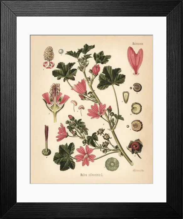 Framed Print : Common mallow, Malva sylvestris Framed Print : Common mallow, Malva sylvestris