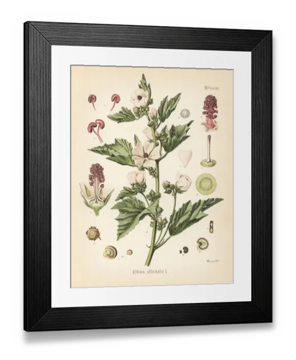 Framed Print : Marshmallow, Althaea officinalis Framed Print : Marshmallow, Althaea officinalis