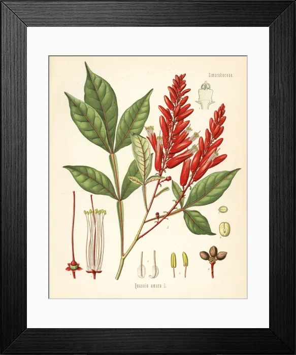 Framed Print : Amargo, bitter-ash or bitter-wood, Quassia amara Framed Print : Amargo, bitter-ash or bitter-wood, Quassia amara