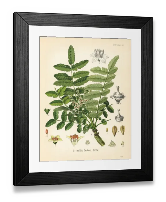 Framed Print : Frankincense or olibanum-tree, Boswellia sacra