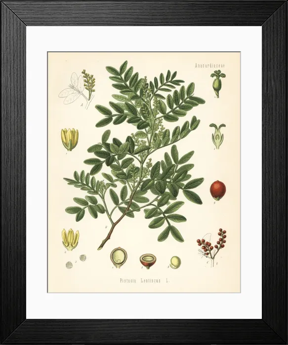 Framed Print : Mastic, Pistacia lentiscus Framed Print : Mastic, Pistacia lentiscus