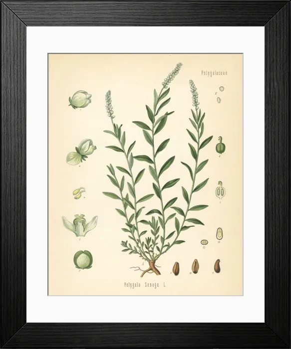 Framed Print : Seneca snakeroot, Polygala senega Framed Print : Seneca snakeroot, Polygala senega