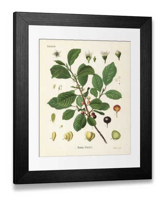 Framed Print : Alder buckthorn, Frangula alnus Framed Print : Alder buckthorn, Frangula alnus