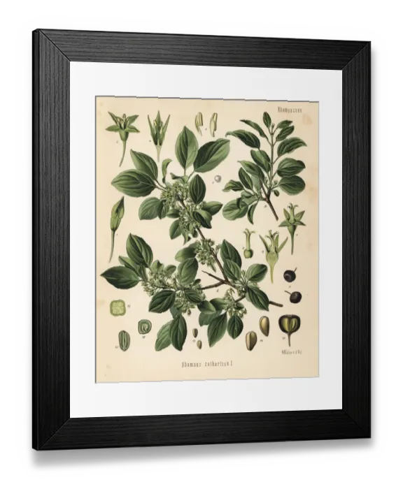 Framed Print : Purging buckthorn, Rhamnus cathartica Framed Print : Purging buckthorn, Rhamnus cathartica