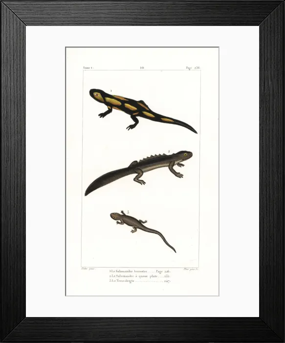 Framed Print : Fire salamander, smooth newt and spectacled salamander Framed Print : Fire salamander, smooth newt and spectacled salamander