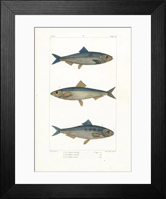 Framed Print : Herring, sprat and shad Framed Print : Herring, sprat and shad