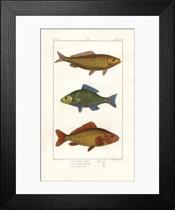Framed Print : Common carp (vulnerable), bronze carp and goldfish Framed Print : Common carp (vulnerable), bronze carp and goldfish