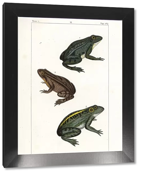 Common European frog and American bullfrog