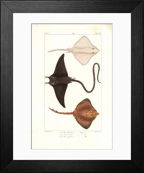 Framed Print : White skate (endangered) and devil ray Framed Print : White skate (endangered) and devil ray