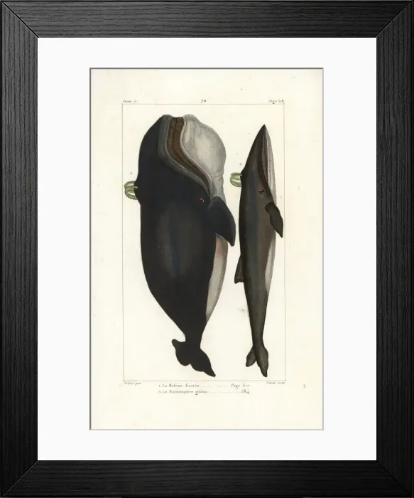 Framed Print : North Atlantic right whale and fin whale, endangered species Framed Print : North Atlantic right whale and fin whale, endangered species