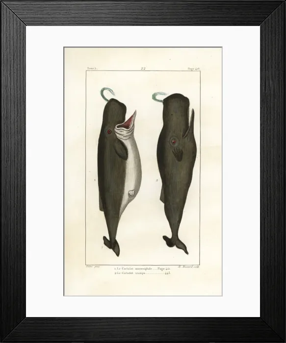 Framed Print : Sperm whale, trump whale or cachalot, Physeter Framed Print : Sperm whale, trump whale or cachalot, Physeter