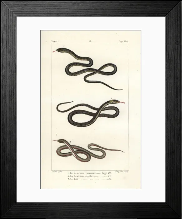 Framed Print : Aesculapian snake, grass snake and pond snake Framed Print : Aesculapian snake, grass snake and pond snake