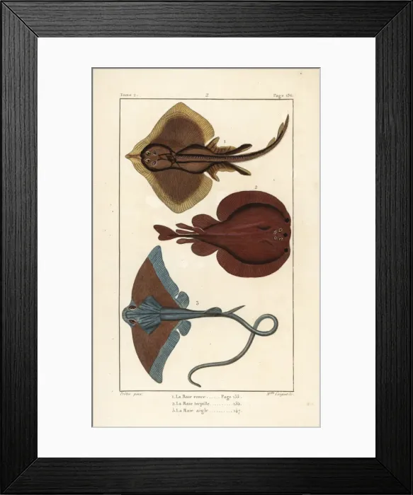 Framed Print : Thornback ray, torpedo, and eagle ray Framed Print : Thornback ray, torpedo, and eagle ray