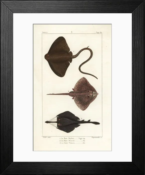 Framed Print : Common stingray, thornback ray, and clubnose guitarfish Framed Print : Common stingray, thornback ray, and clubnose guitarfish
