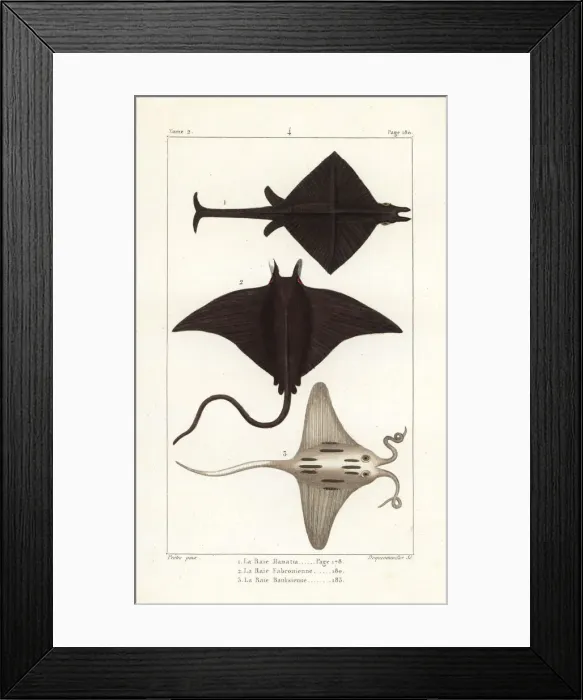 Framed Print : Manta ray, Manta birostris, devil ray, Mobula Framed Print : Manta ray, Manta birostris, devil ray, Mobula
