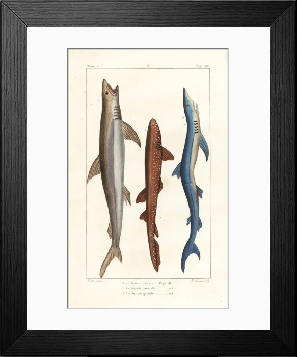 Framed Print : White shark, nurse shark and blue shark Framed Print : White shark, nurse shark and blue shark