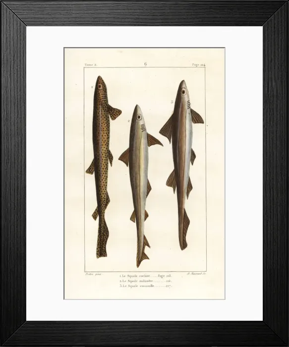 Framed Print : Nursehound shark, tope shark and sweet william shark Framed Print : Nursehound shark, tope shark and sweet william shark