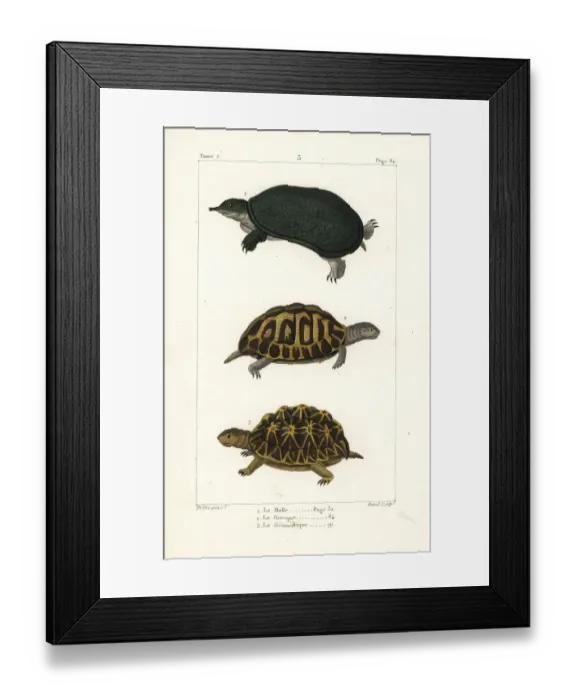 Framed Print : Florida softshell turtle, spur-thighed Framed Print : Florida softshell turtle, spur-thighed