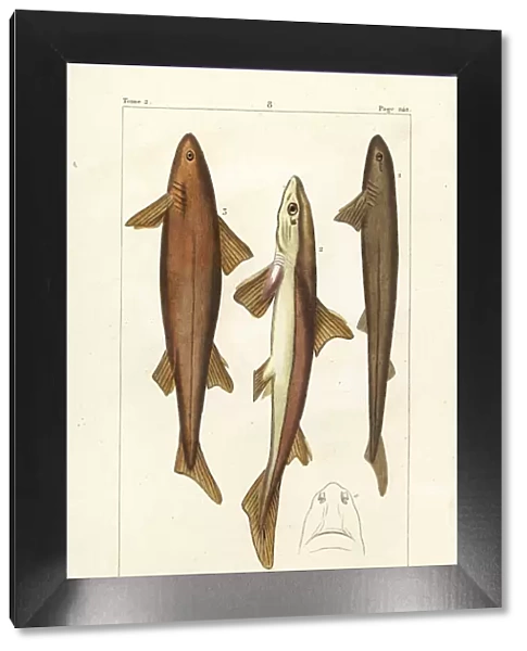 Six-gilled shark, spiny dogfish, and Don Pedro shark