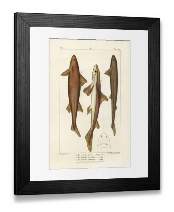 Framed Print : Six-gilled shark, spiny dogfish, and Don Pedro shark Framed Print : Six-gilled shark, spiny dogfish, and Don Pedro shark