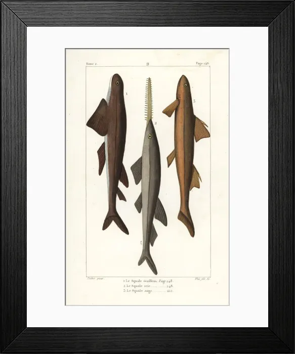 Framed Print : Leafscale gulper shark, sawfish and angel shark Framed Print : Leafscale gulper shark, sawfish and angel shark
